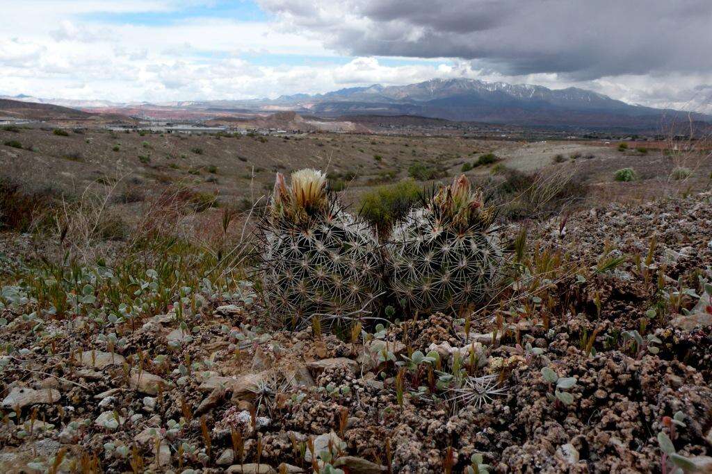 Plancia ëd Pediocactus sileri (Engelm. ex J. M. Coult.) L. D. Benson