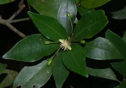 Image of Tovomita fructipendula (Ruiz & Pav.) Cambess.