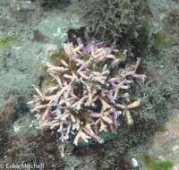 Image of Fire coral