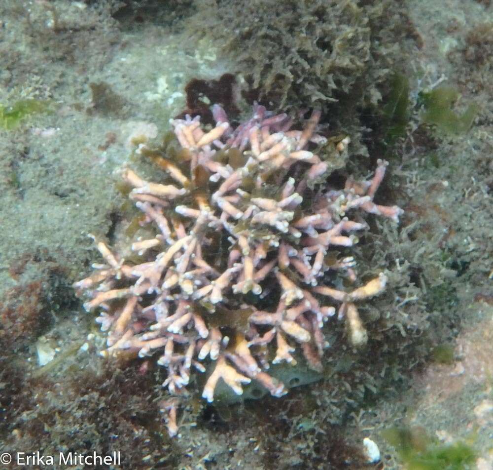 Imagem de Millepora alcicornis Linnaeus 1758