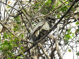 Image of Mottled Wood Owl