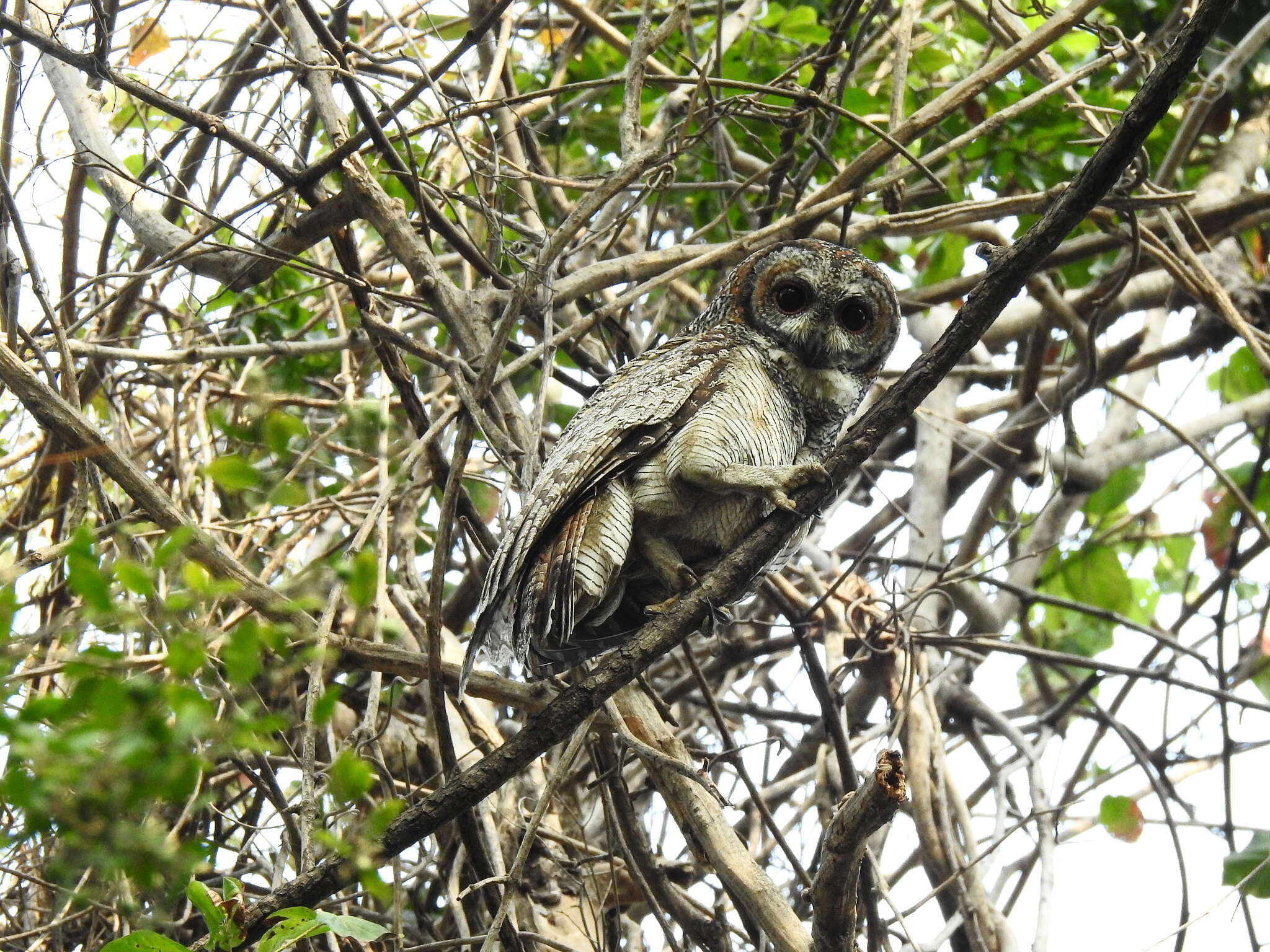 Image of Mottled Wood Owl