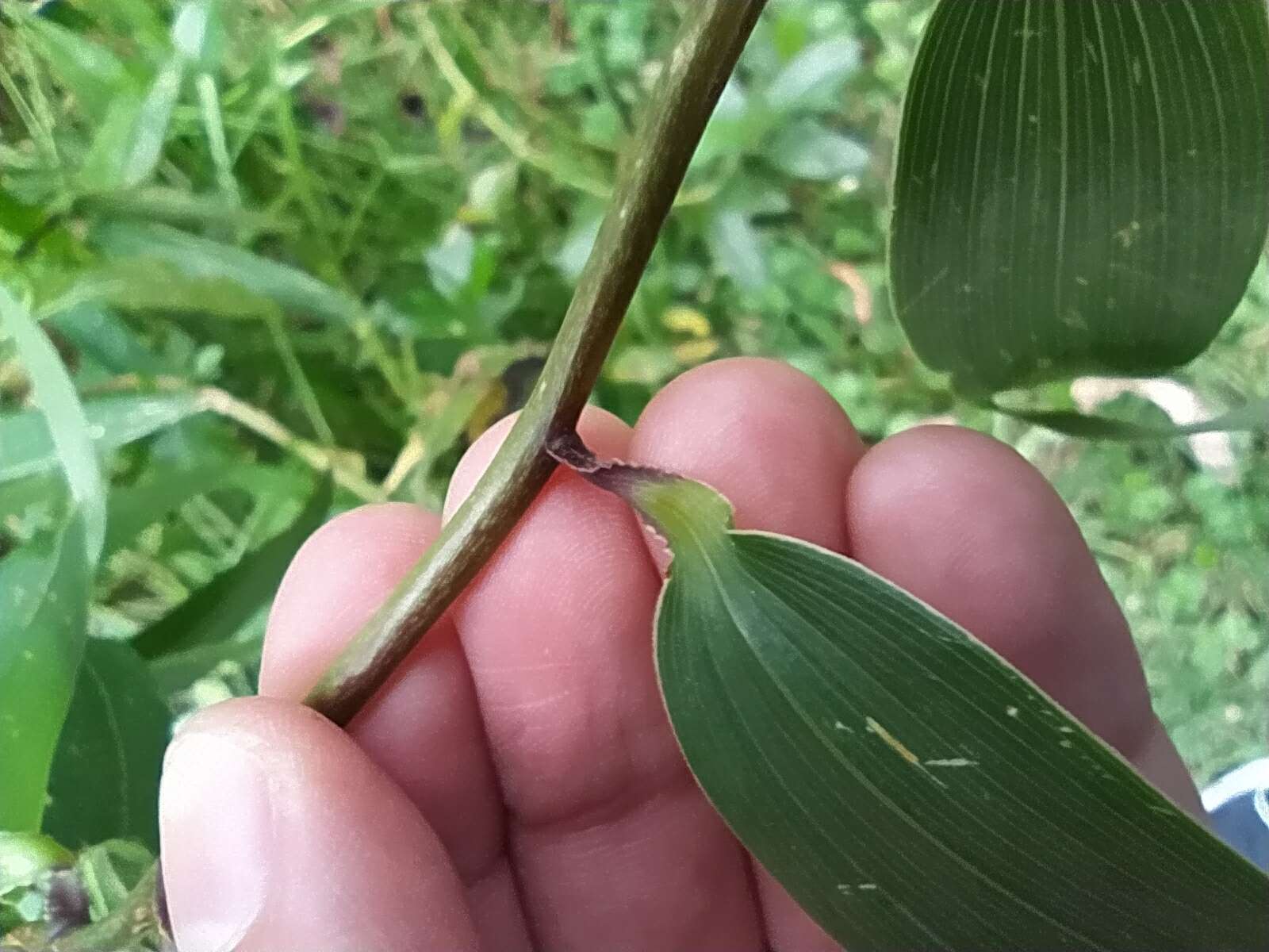 Imagem de Bomarea hirsuta (Kunth) Herb.