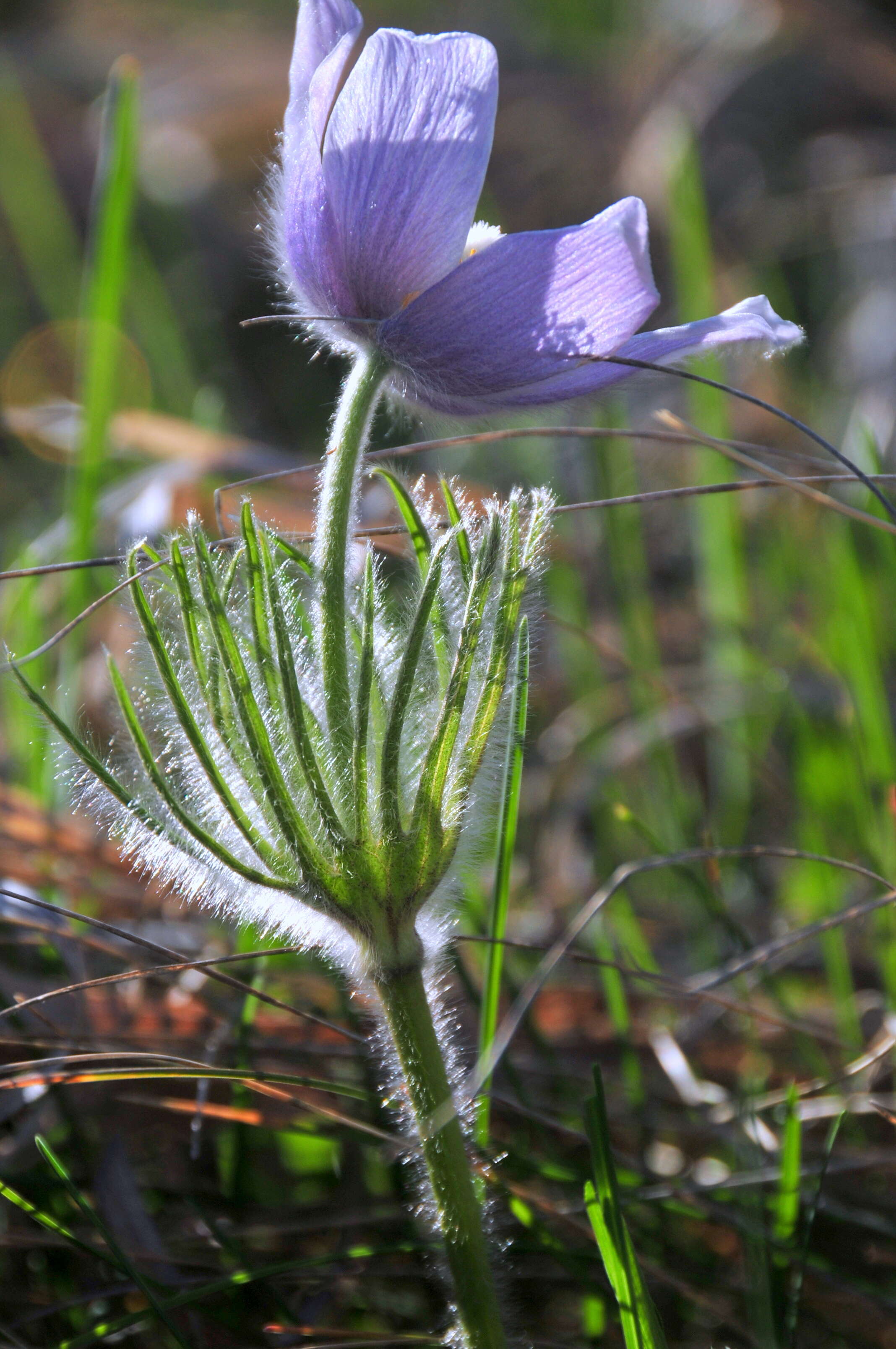 Image of Eastern Pasque Flower