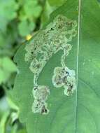 Image of Jewelweed Leafminer