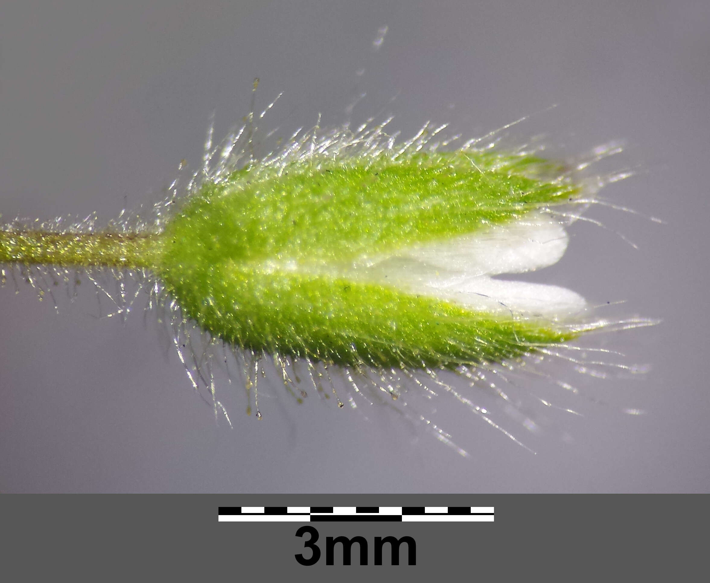 Слика од Cerastium brachypetalum Desf. ex Pers.