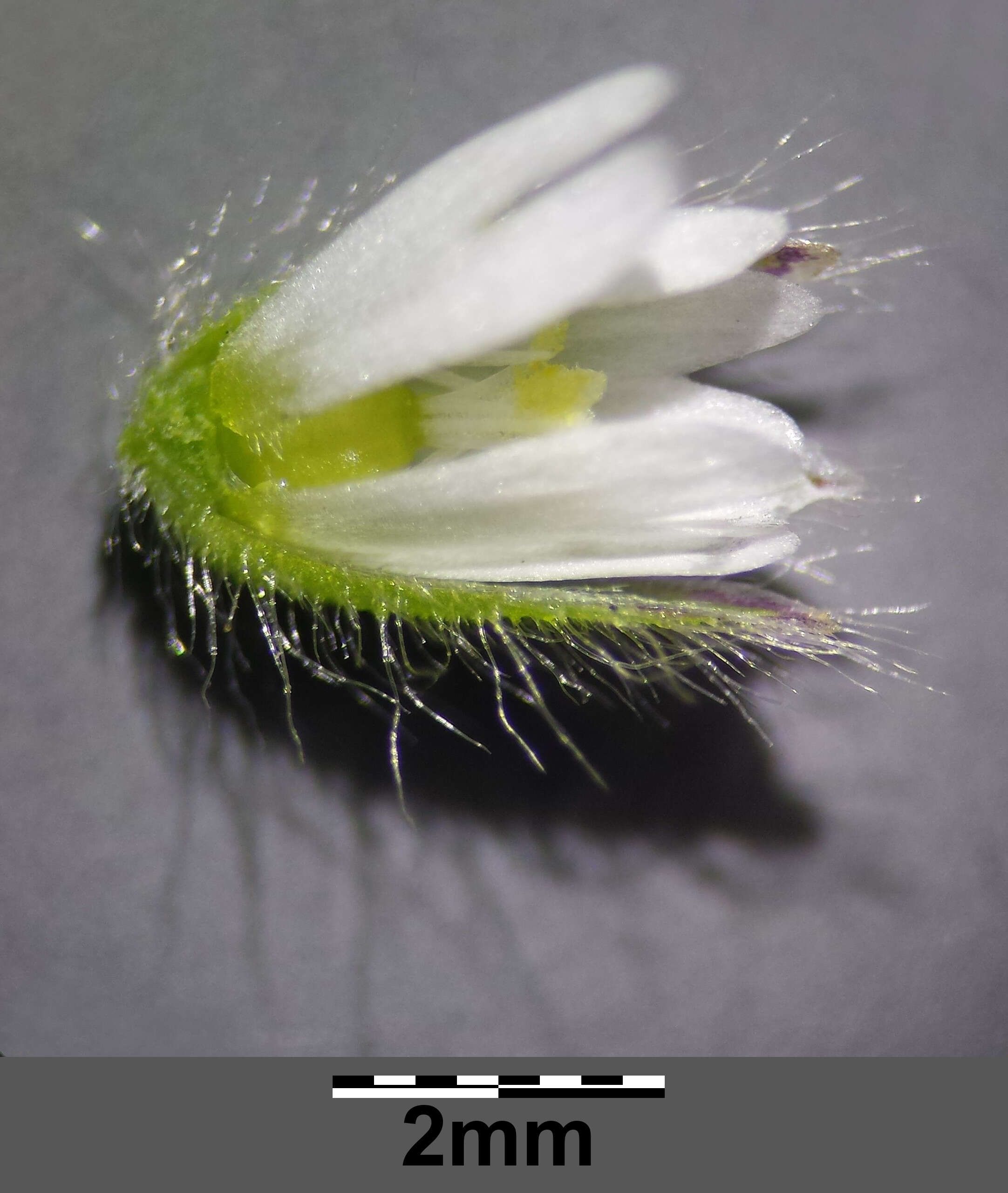 Слика од Cerastium brachypetalum Desf. ex Pers.