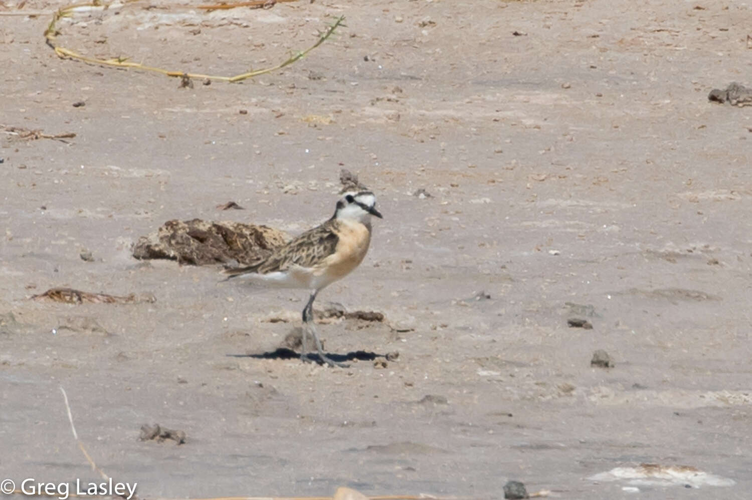 Image of Kittlitz's Plover