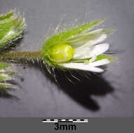 Слика од Cerastium brachypetalum Desf. ex Pers.