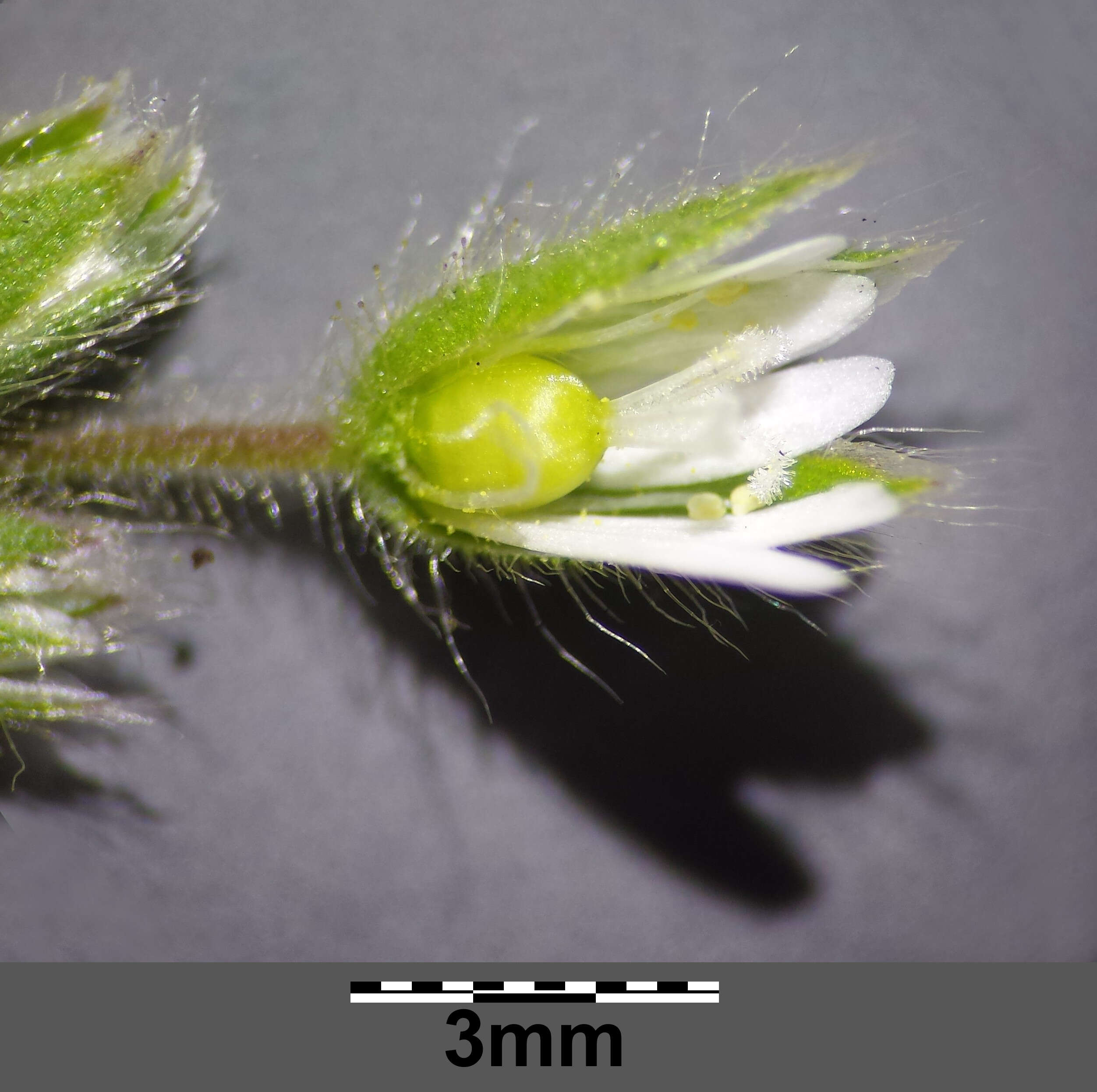 Слика од Cerastium brachypetalum Desf. ex Pers.