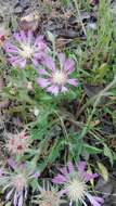 Image de Centaurea pullata L.