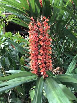 Image of Hedychium coccineum Buch.-Ham. ex Sm.