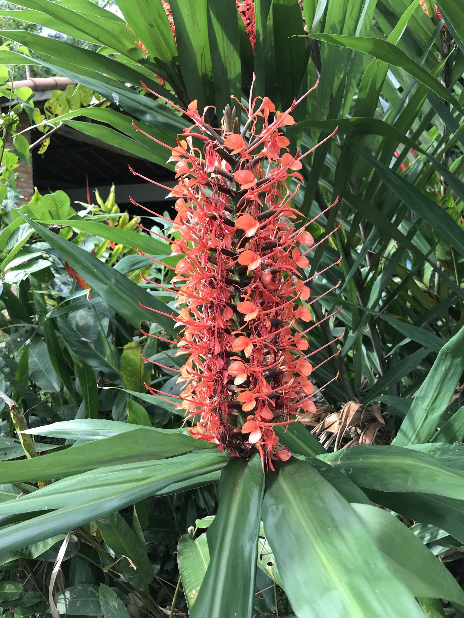 Слика од Hedychium coccineum Buch.-Ham. ex Sm.