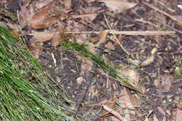 Image of Cyperus mirus C. B. Clarke