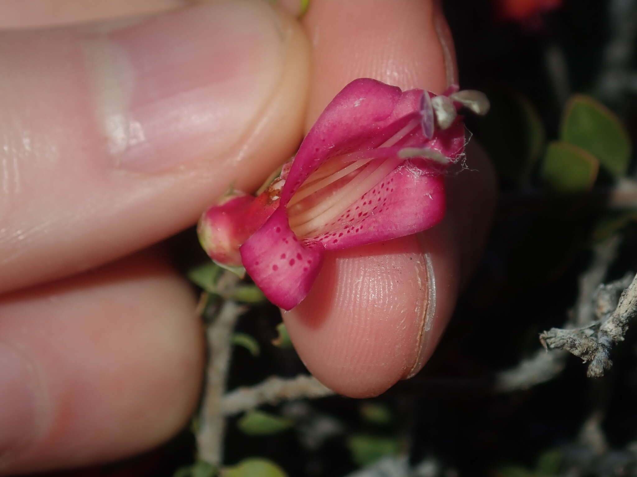 Image of Eremophila maculata (Ker-Gawler) F. Muell.