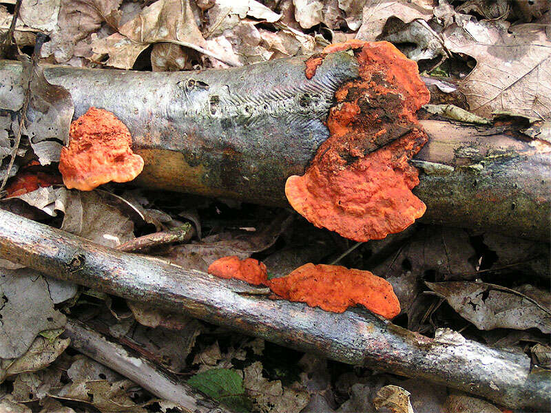 Image of Pycnoporus cinnabarinus (Jacq.) P. Karst. 1881