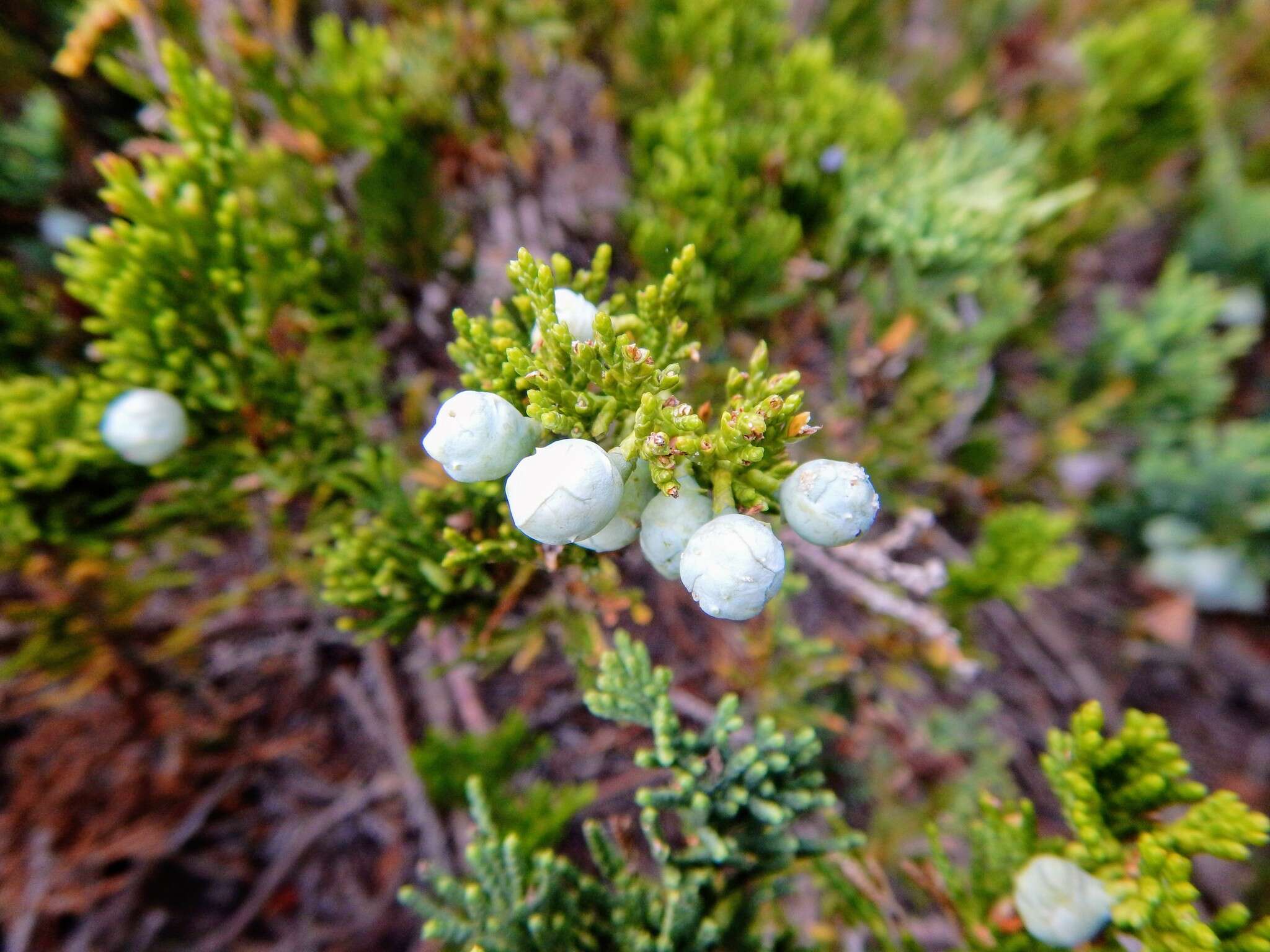 Image of creeping juniper