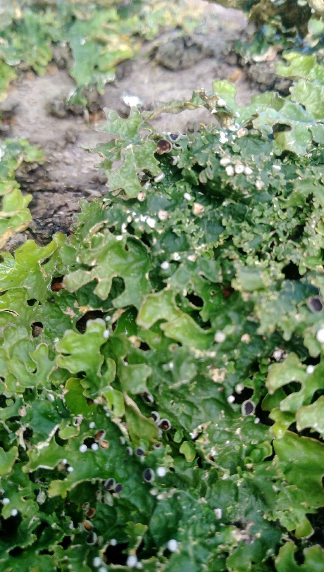 Image of <i>Pseudocyphellaria carpoloma</i> (Delise) Vainio D. Galloway