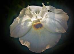 Image of Dietes bicolor subsp. bicolor