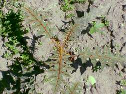 Image of Orange-thorned nightshade