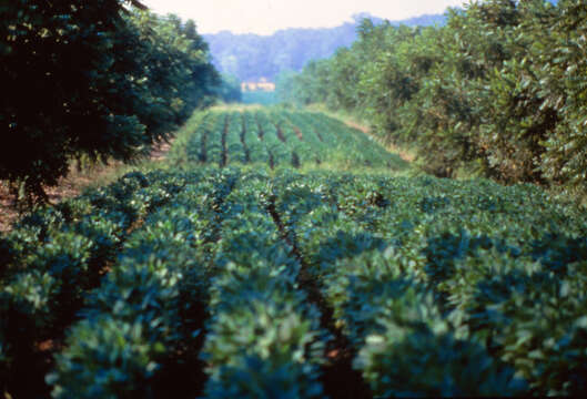 Image of Common walnut