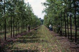 Image of Common walnut