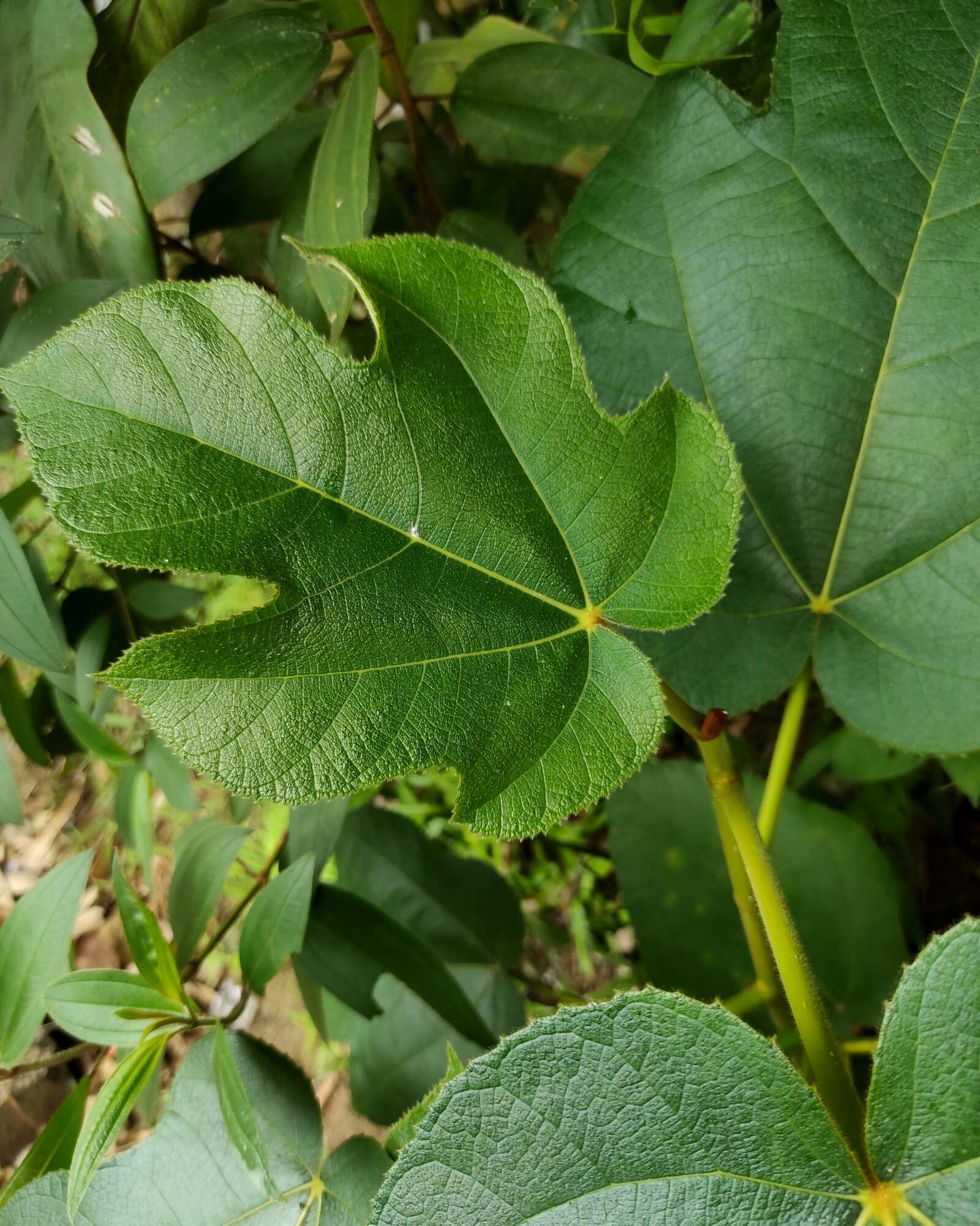 Image of Ficus fulva Reinw. ex Bl.