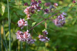 Image of oregano