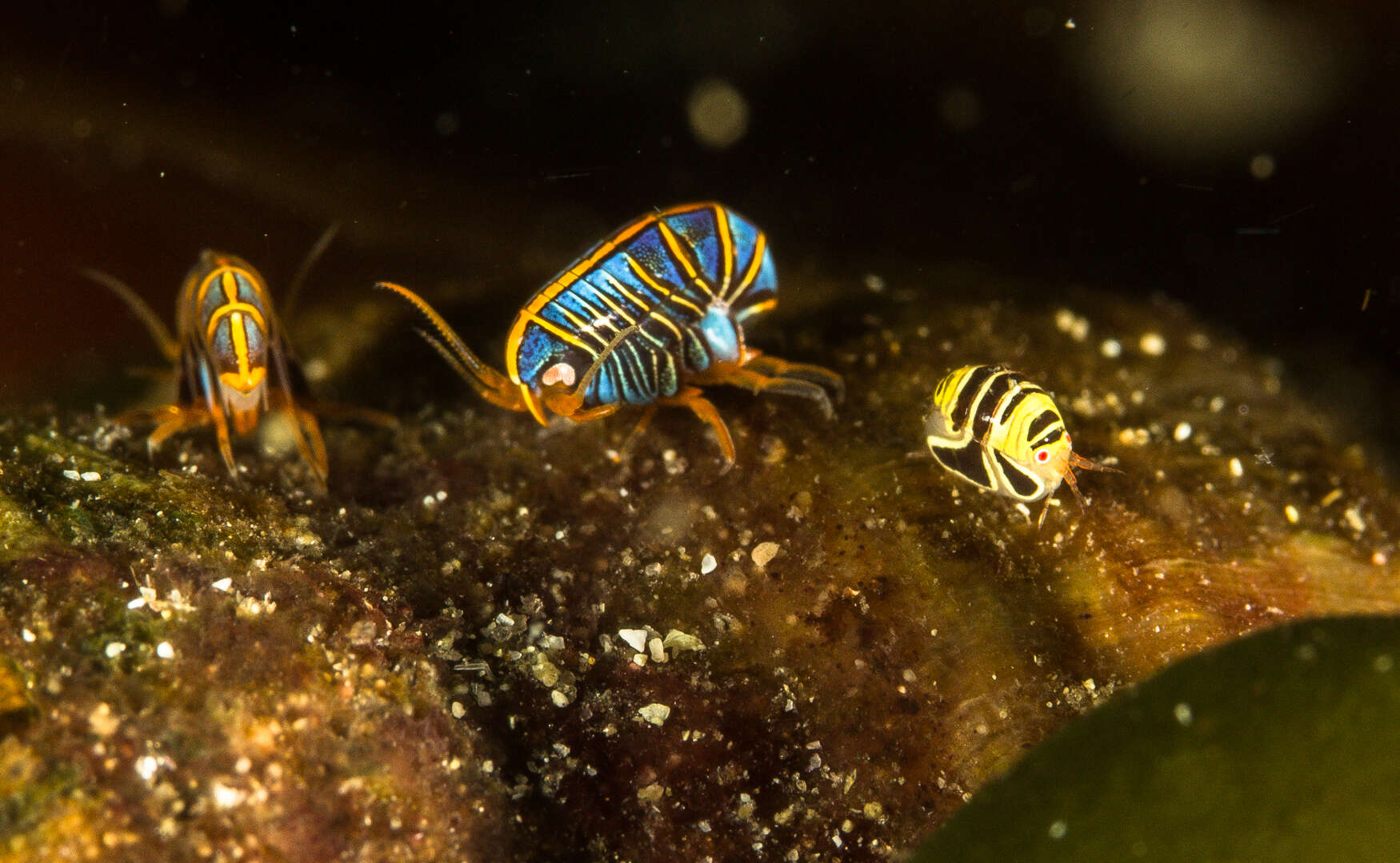 Image of Hunchback amphipod