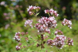 Image of oregano