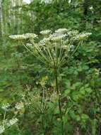 صورة Silphiodaucus prutenicus (L.) Spalik, Wojew., Banasiak, Piwczyński & Reduron