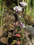 Phacelia verna Howell resmi