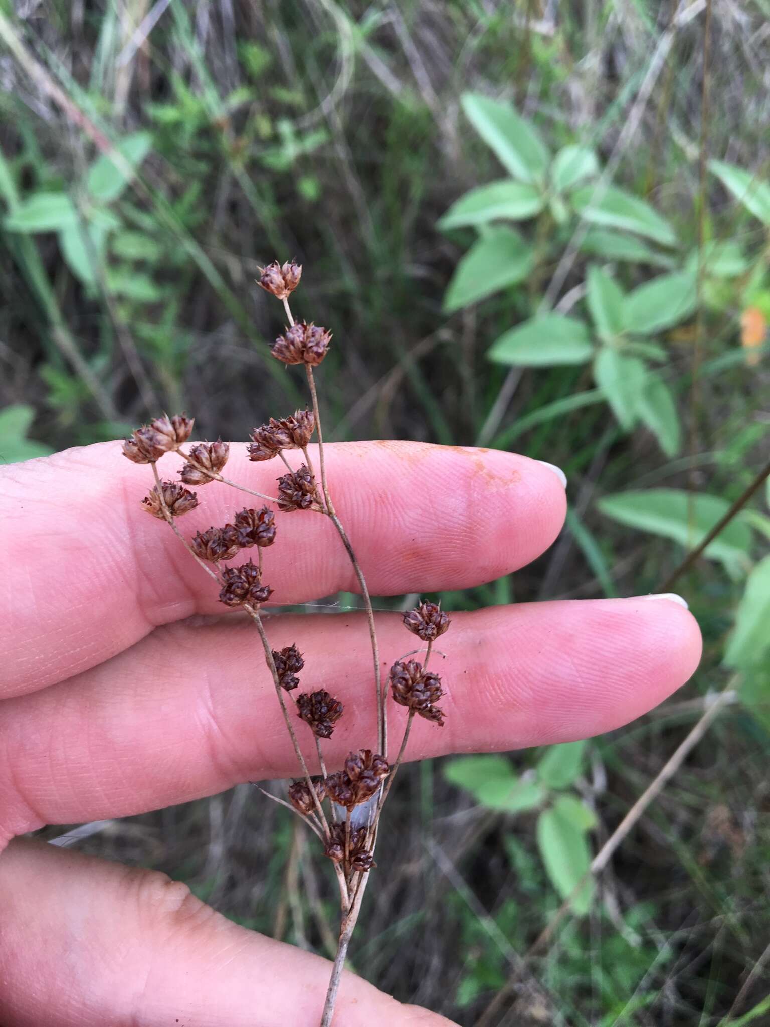 Слика од Juncus marginatus Rostk.