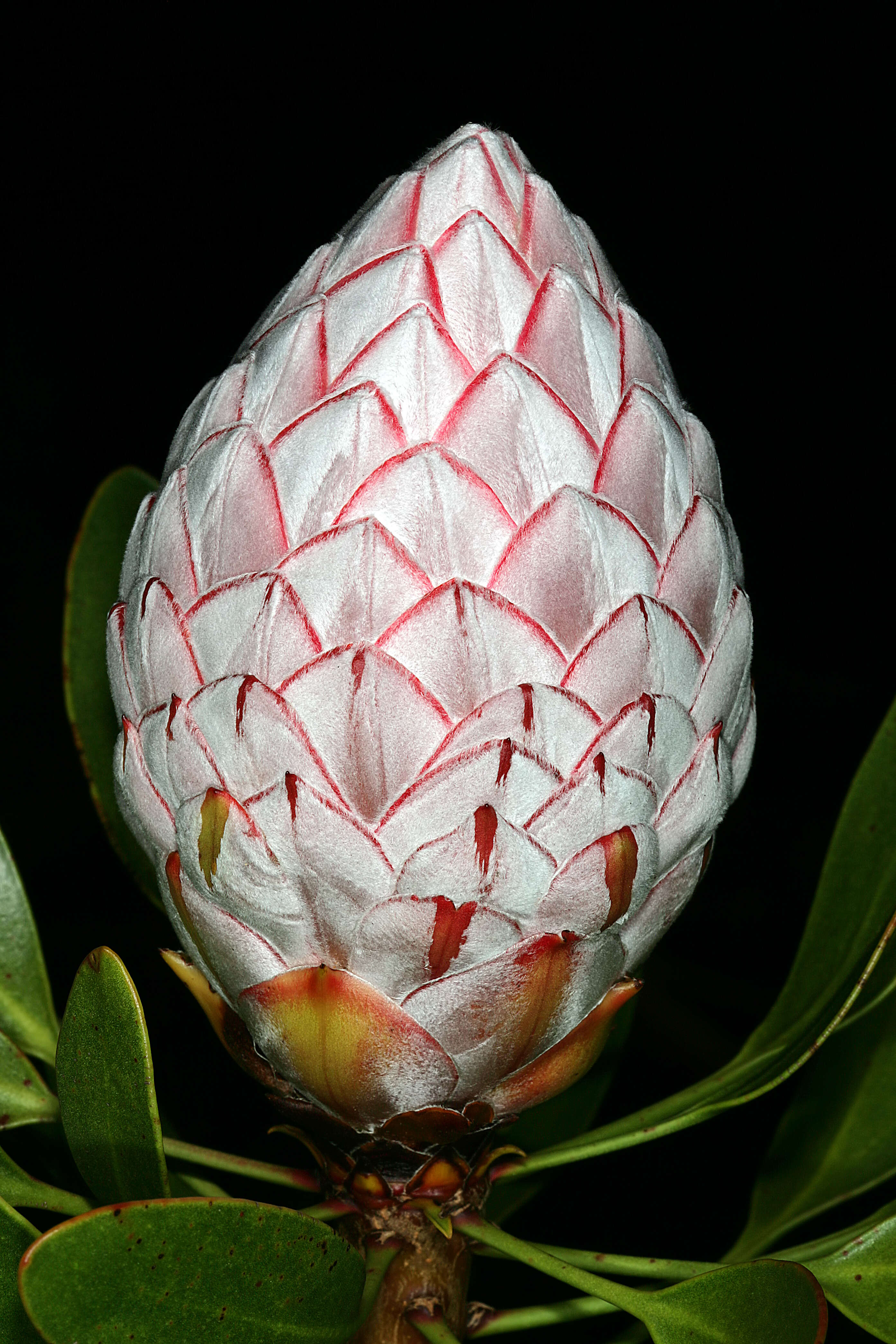 Imagem de Protea cynaroides (L.) L.