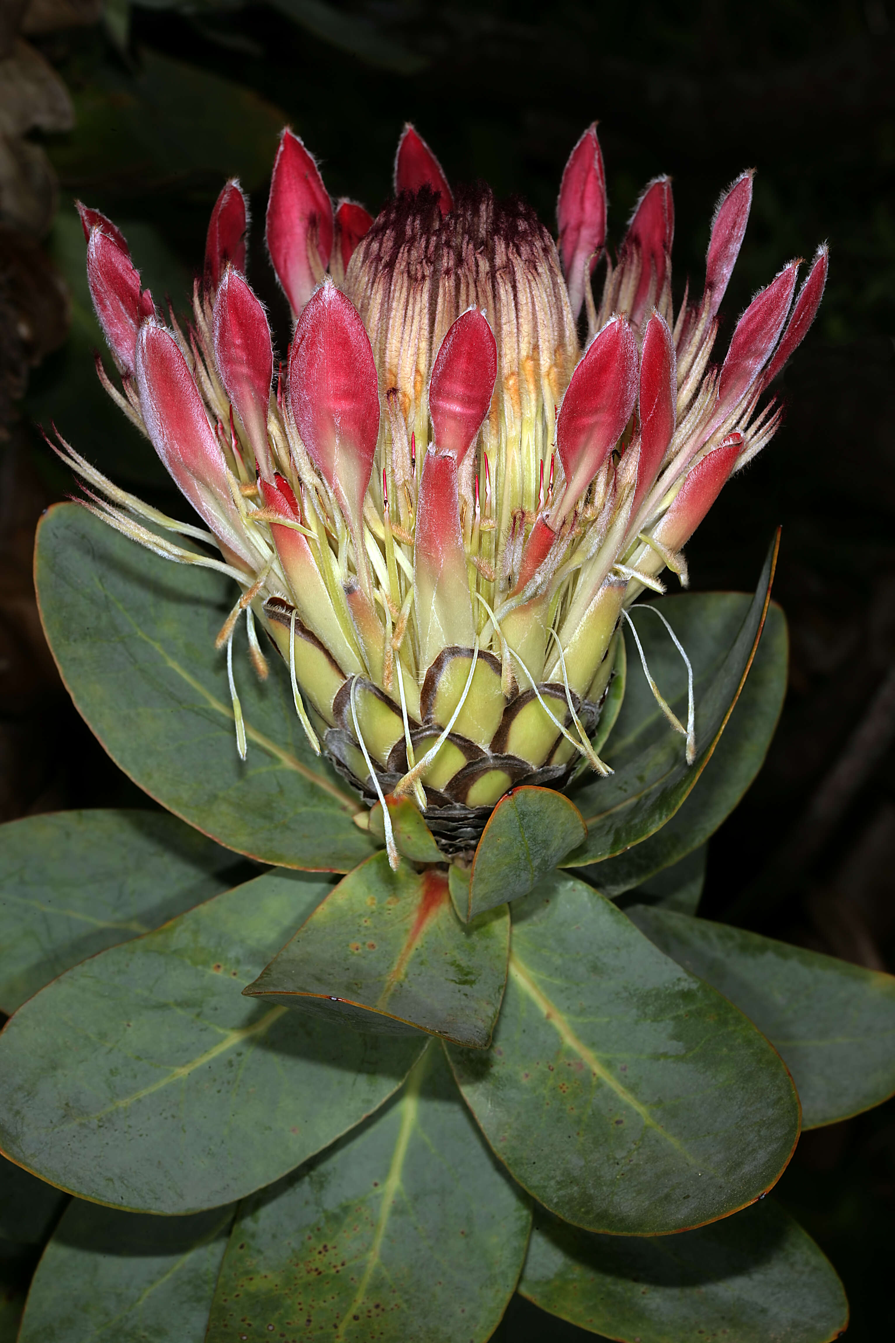 Image of Broad-leaved protea