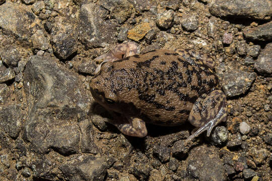 Image of Globular Frog