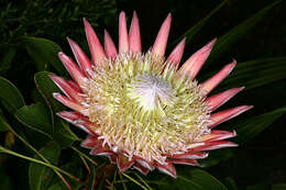 Imagem de Protea cynaroides (L.) L.