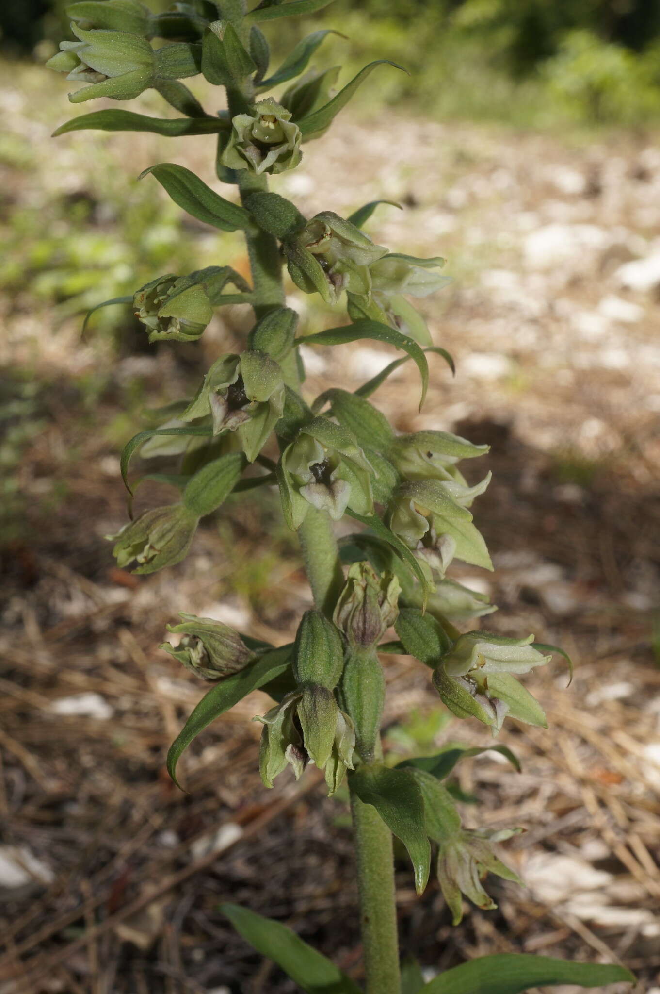 Image de Epipactis krym-montana Kreutz, Fateryga & Efimov