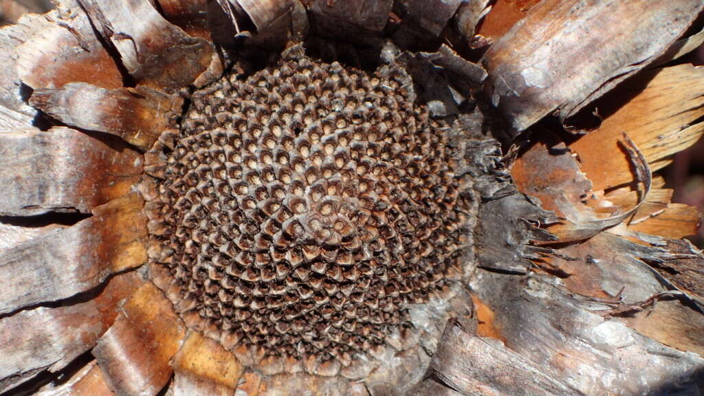 Image of Protea effusa E. Mey. ex Meissn.