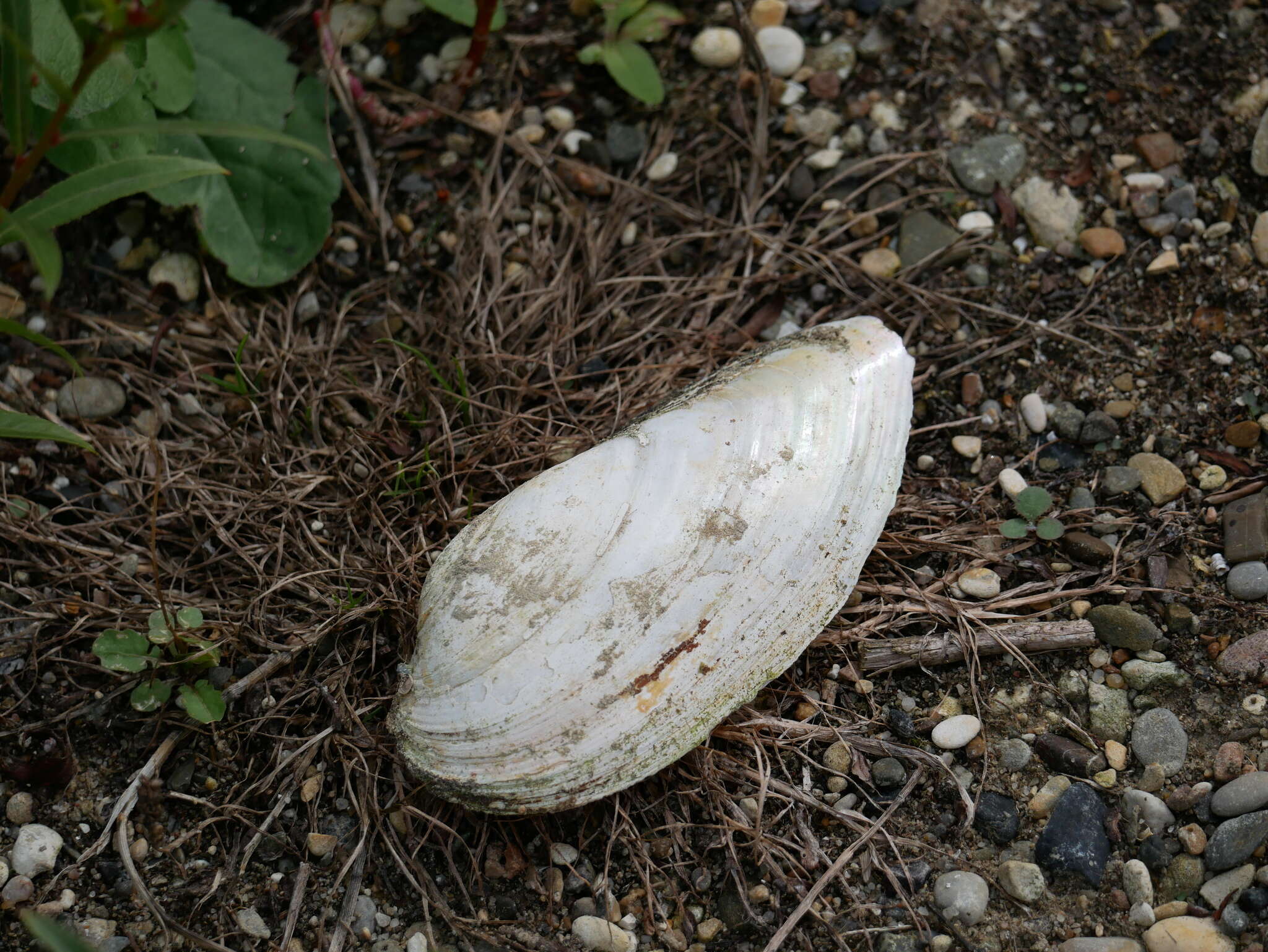 Image of Swollen River Mussel