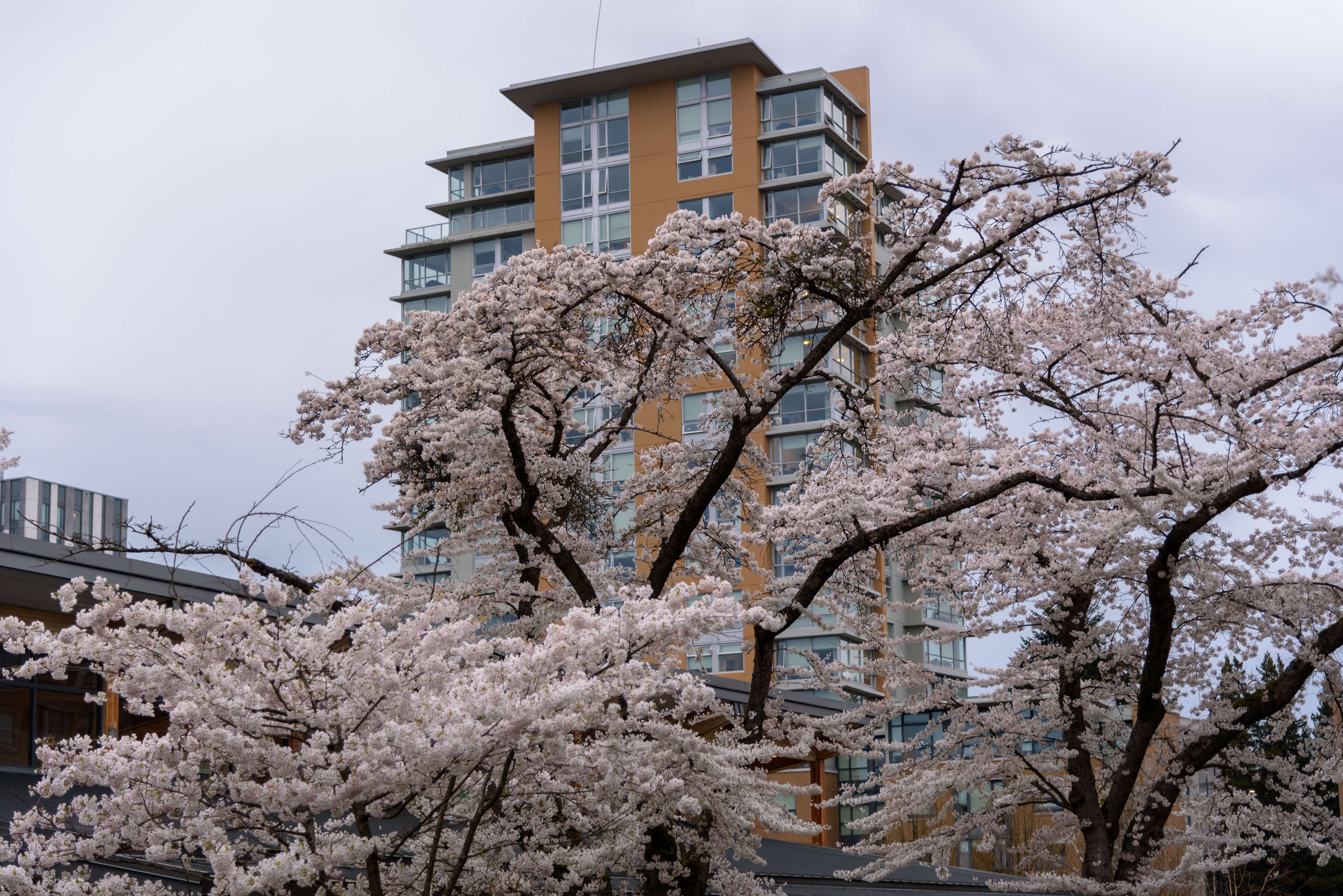 Image of hybrid cherry