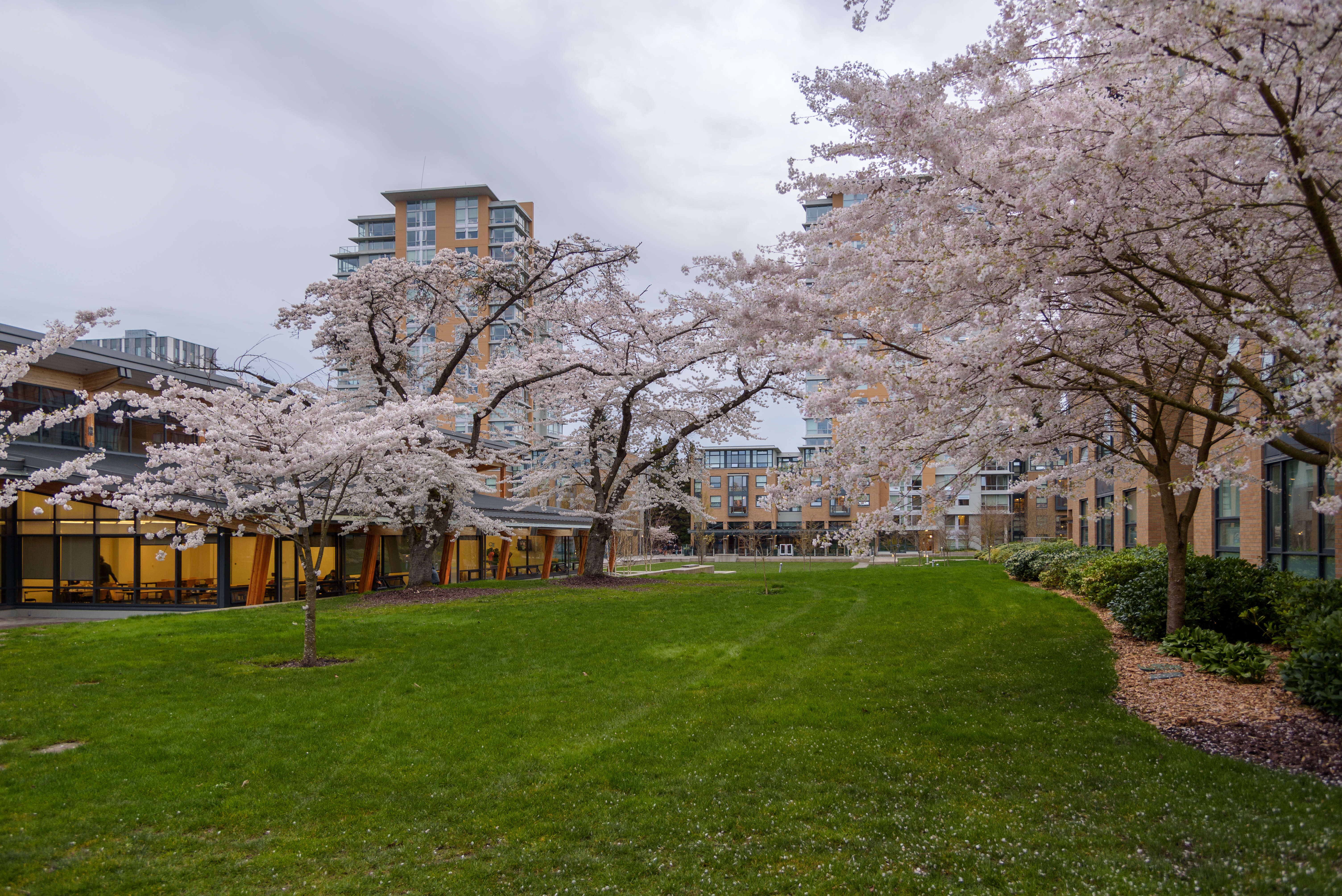 Plancia ëd Prunus yedoensis Matsum.