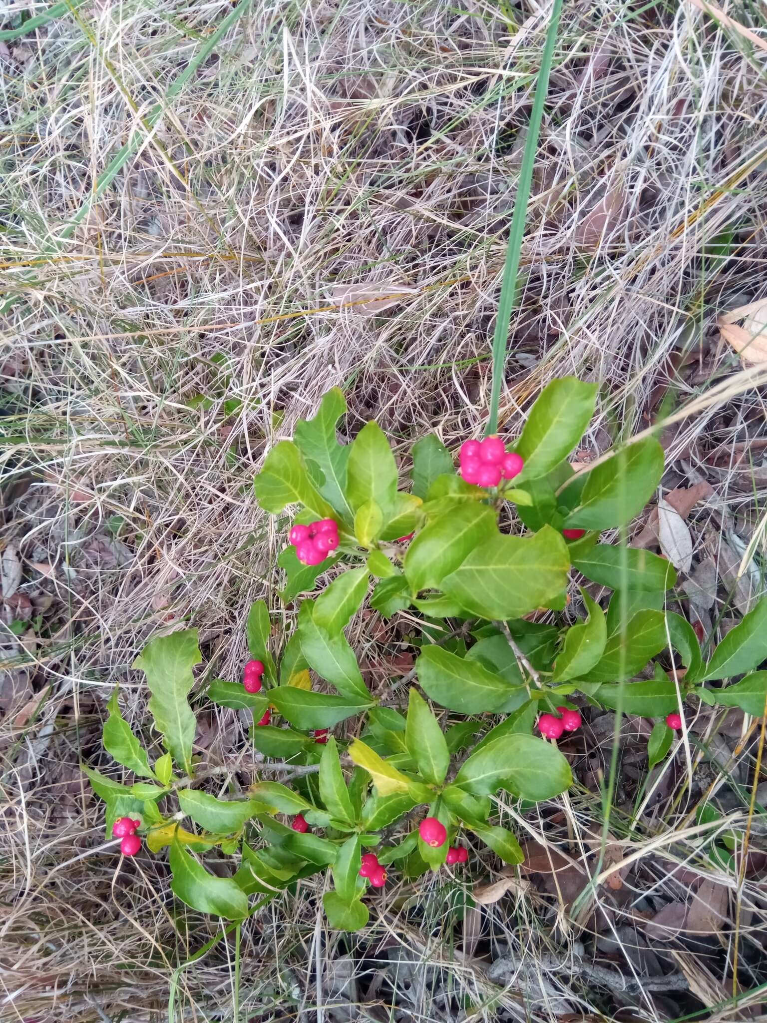 Image of Psychotria puffii Razafim. & B. Bremer