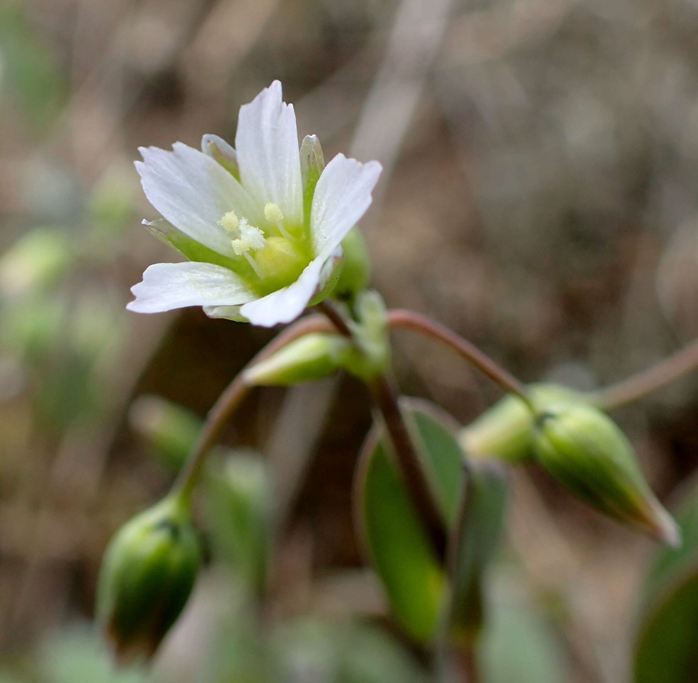 Image of holosteum