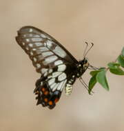 Слика од Papilio anactus Macleay 1826