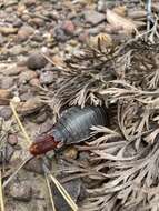 Image of Botany Bay Cockroach