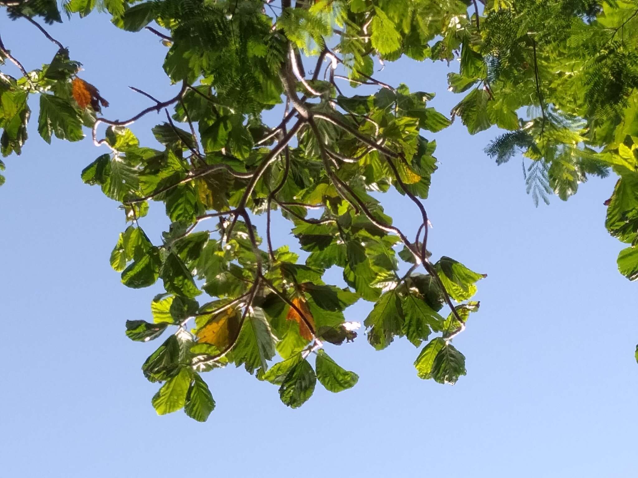 Image of Breadfruit Tree