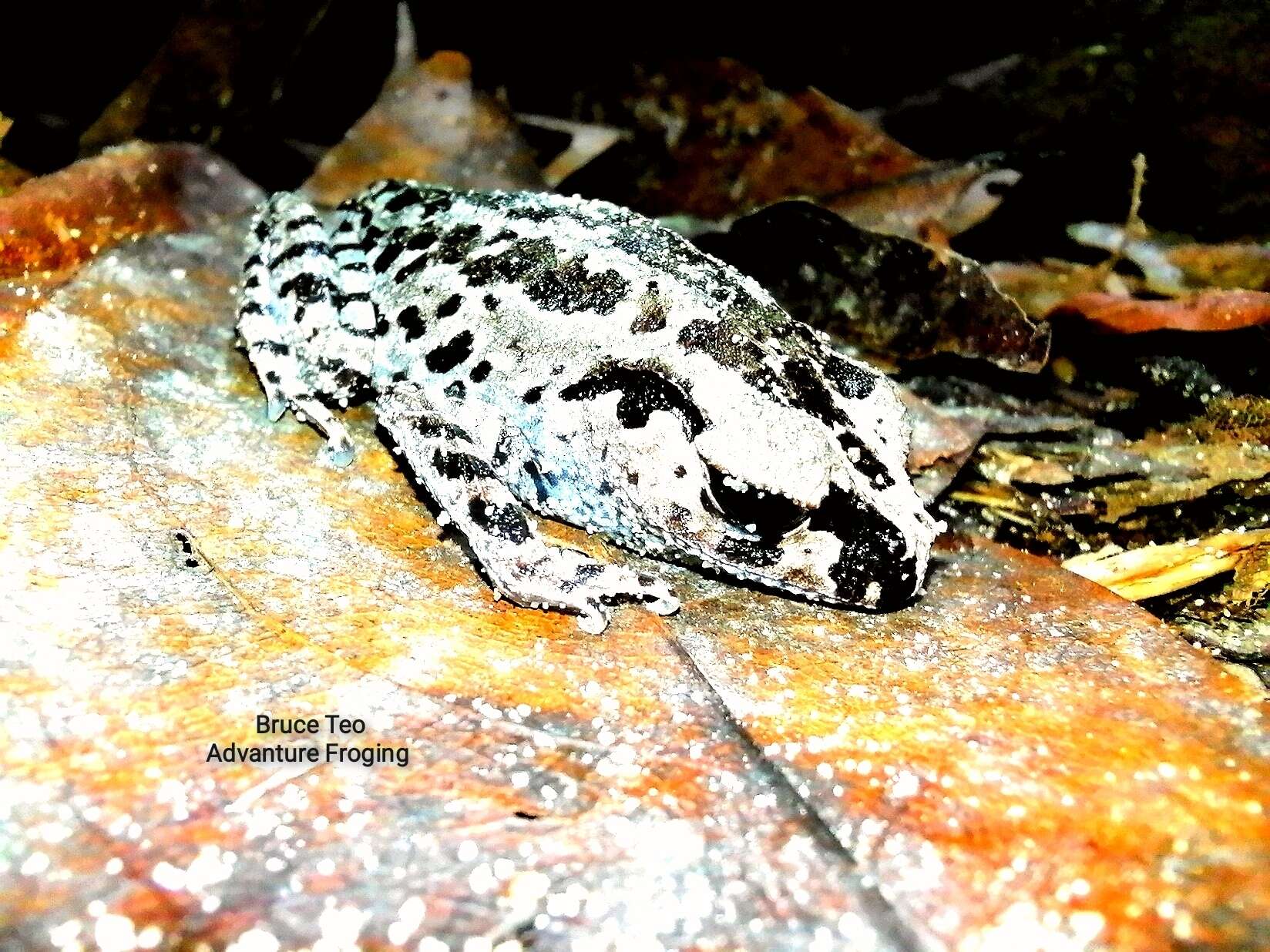 Image of Leptobrachium ingeri Hamidy, Matsui, Nishikawa & Belabut 2012