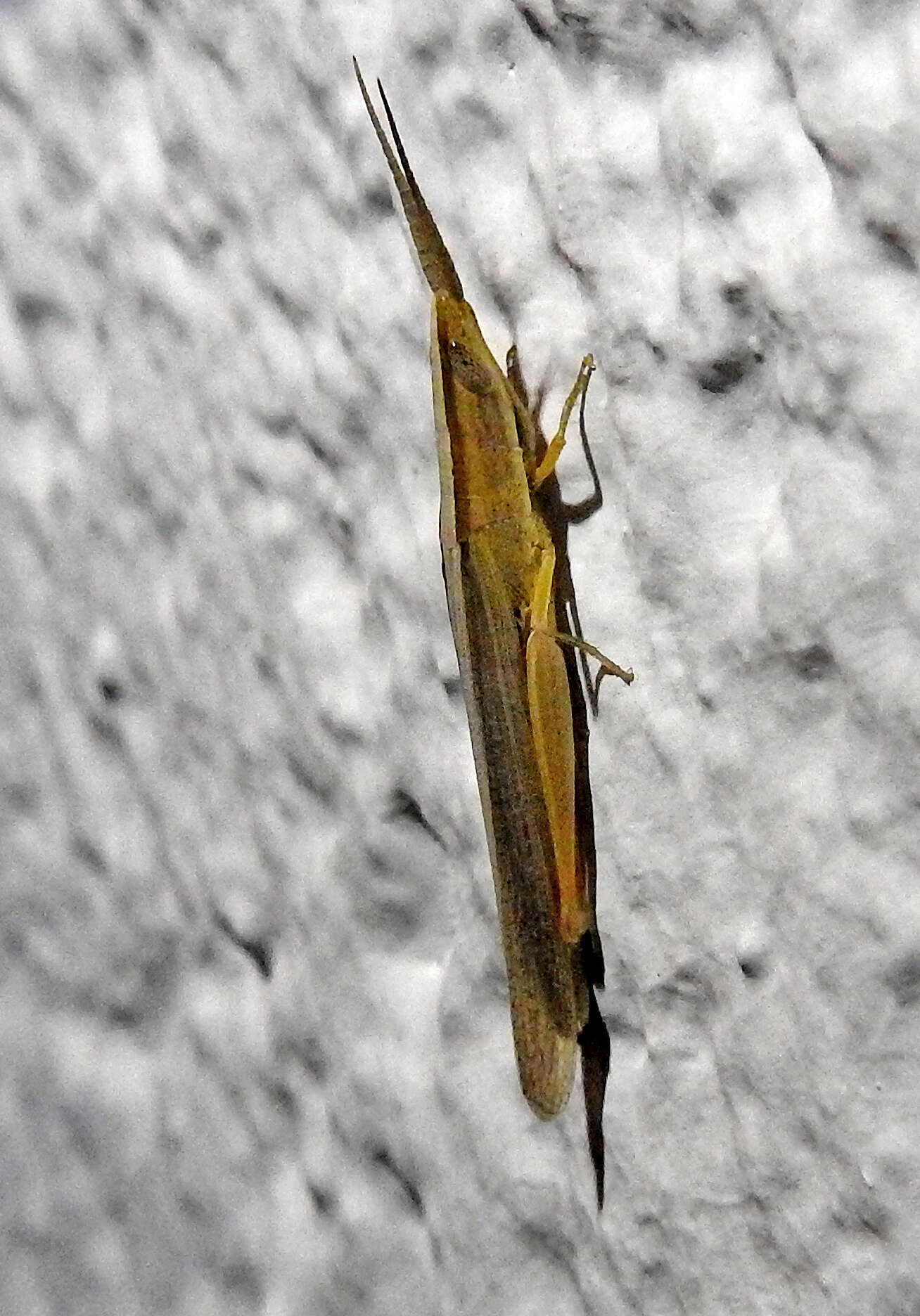 Plancia ëd Brachycrotaphus