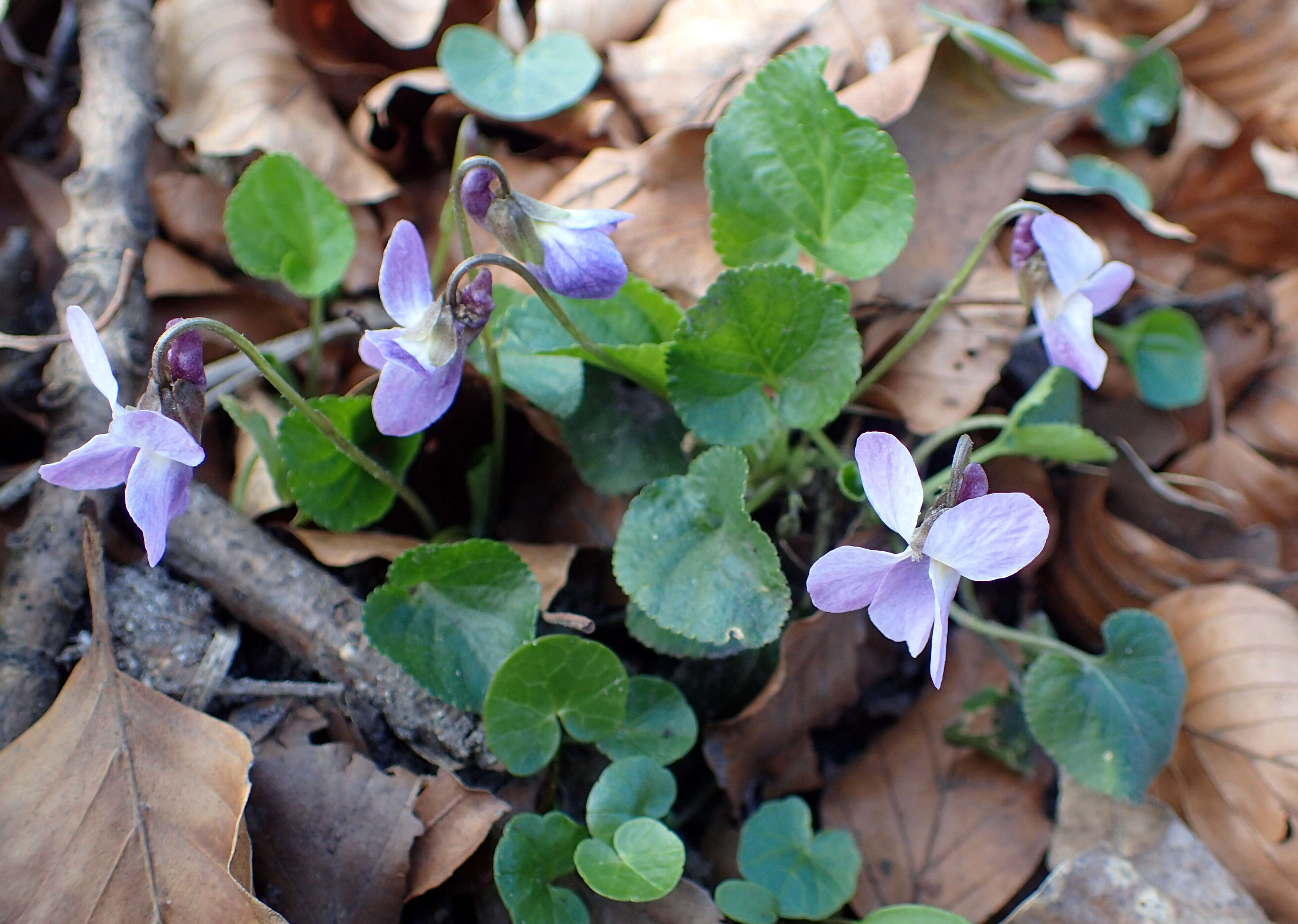 Image of early dog-violet